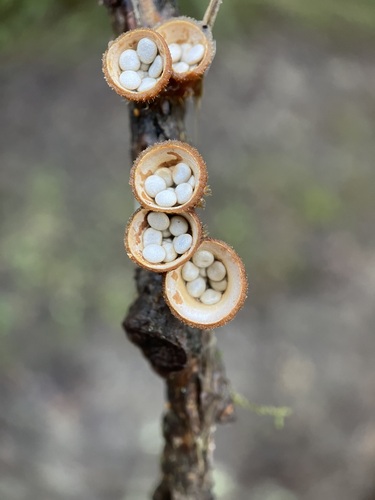 iNaturalist observation photo of common bird's nest fungus