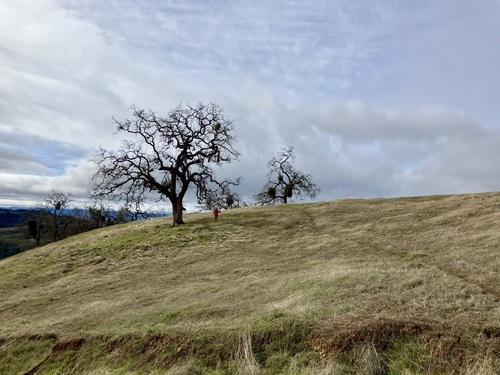 iNaturalist observation photo of blue oak
