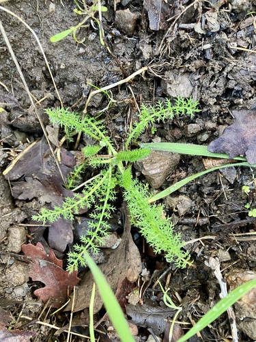 iNaturalist observation photo of common yarrow