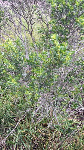 iNaturalist observation photo of coyote brush