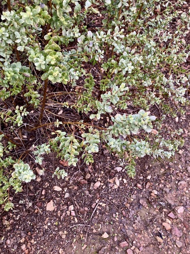 iNaturalist observation photo of coyote brush