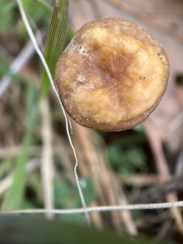 iNaturalist observation photo of Common Fieldcap