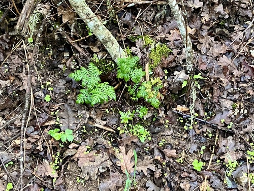 iNaturalist observation photo of goldback fern