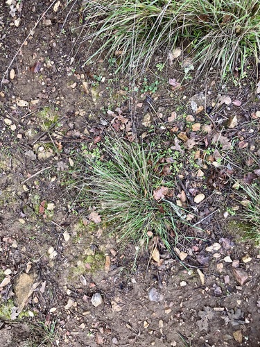 iNaturalist observation photo of Pooideae
