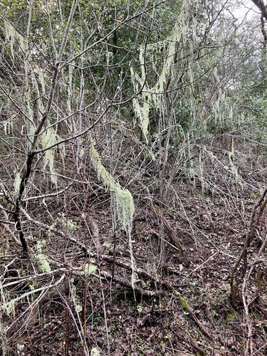 iNaturalist observation photo of lace lichen
