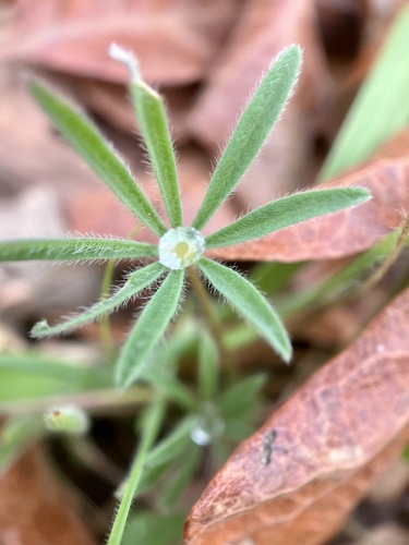 iNaturalist observation photo of Miniature Lupine