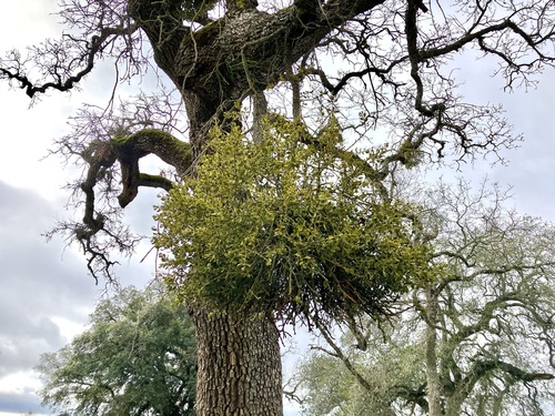 iNaturalist observation photo of oak mistletoe