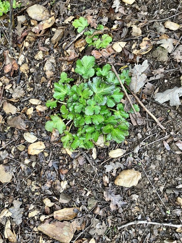 iNaturalist observation photo of Pacific Sanicle