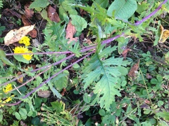 Senecio chrysanthemoides