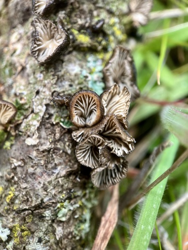 iNaturalist observation photo of Shadowy Oysterling