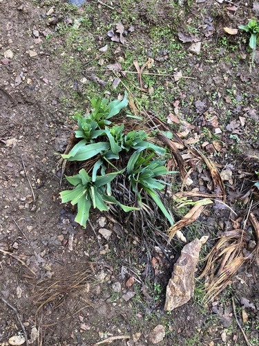 iNaturalist observation photo of wavy-leafed soap plant