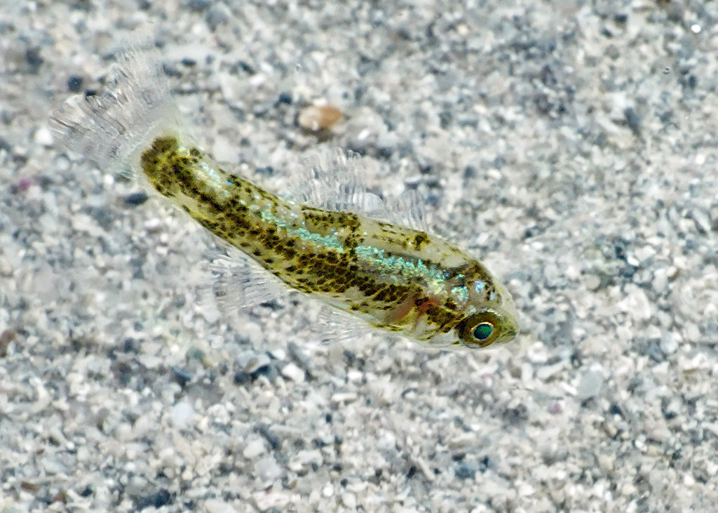 Wedgehead siphonfish (Siphamia cuneiceps) — Apogonidae