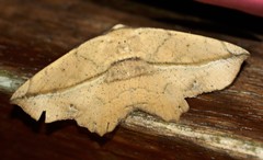 Polyacme dissimilis
