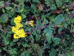 Senecio chrysanthemoides