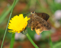 Typhedanus ampyx