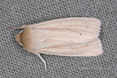 Mythimna oxygala