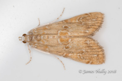 Elophila gyralis