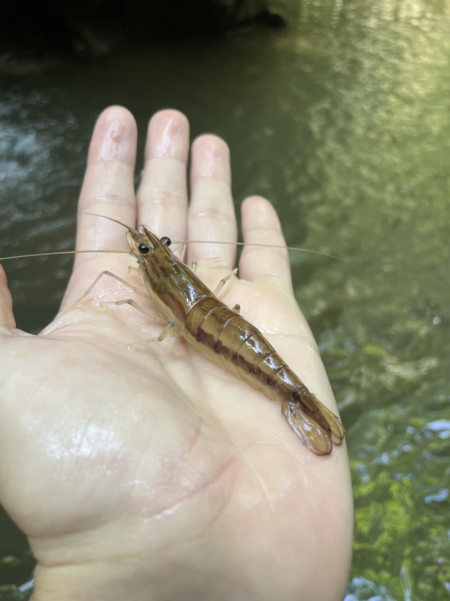 Macrobrachium carcinus (Linnaeus, 1758)