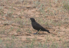 Melanocorypha yeltoniensis