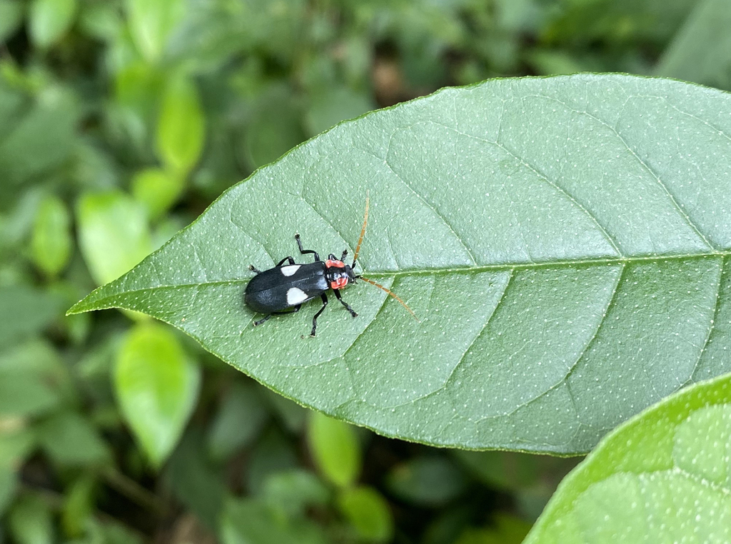Discodon tricolor