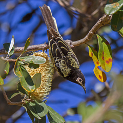Regent Honeyeater photo 5