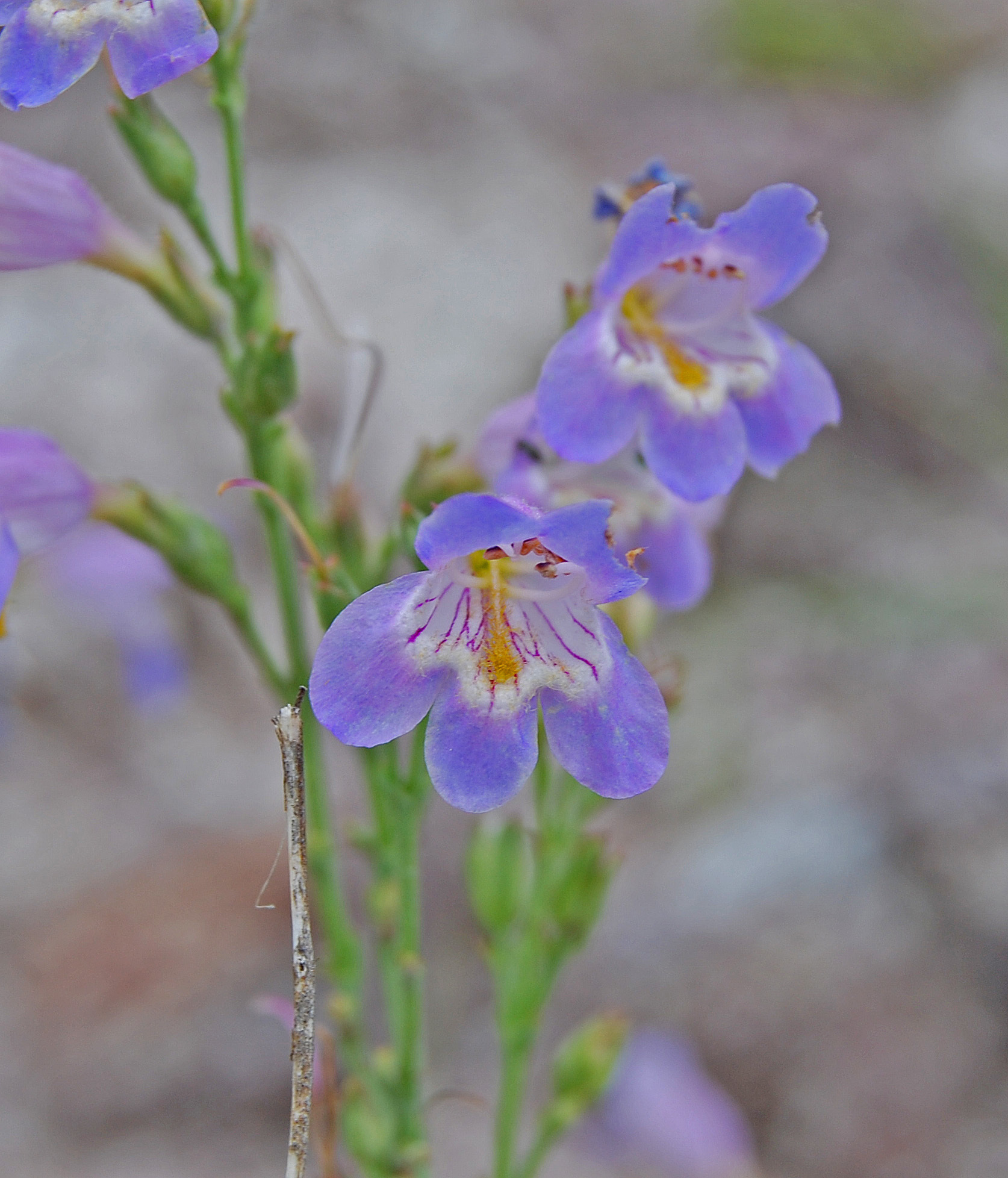 Penstemon linarioides