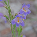 Toadflax Penstemon - Photo (c) Jerry Oldenettel, some rights reserved (CC BY-NC-SA)