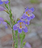 Toadflax Beardtongue - Photo (c) Jerry Oldenettel, some rights reserved (CC BY-NC-SA)