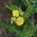Prickly Sowthistle - Photo (c) Michelle, some rights reserved (CC BY), uploaded by Michelle