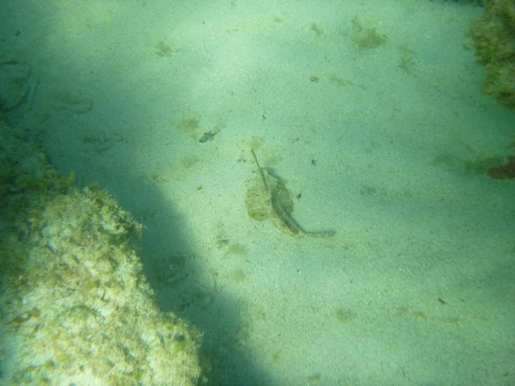 Finger Dragonet