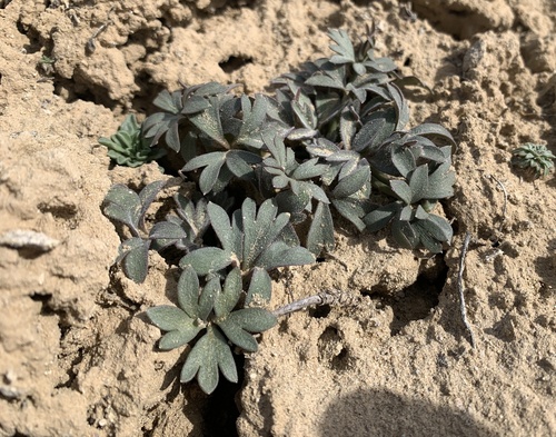 Coast Larkspur foliage