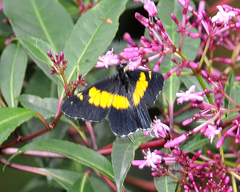 Catasticta teutila