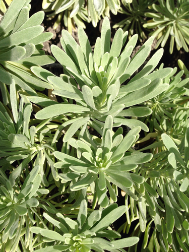 sea lavender