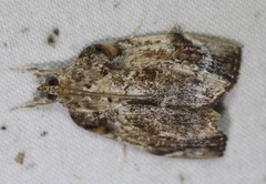 Crocidolomia suffusalis