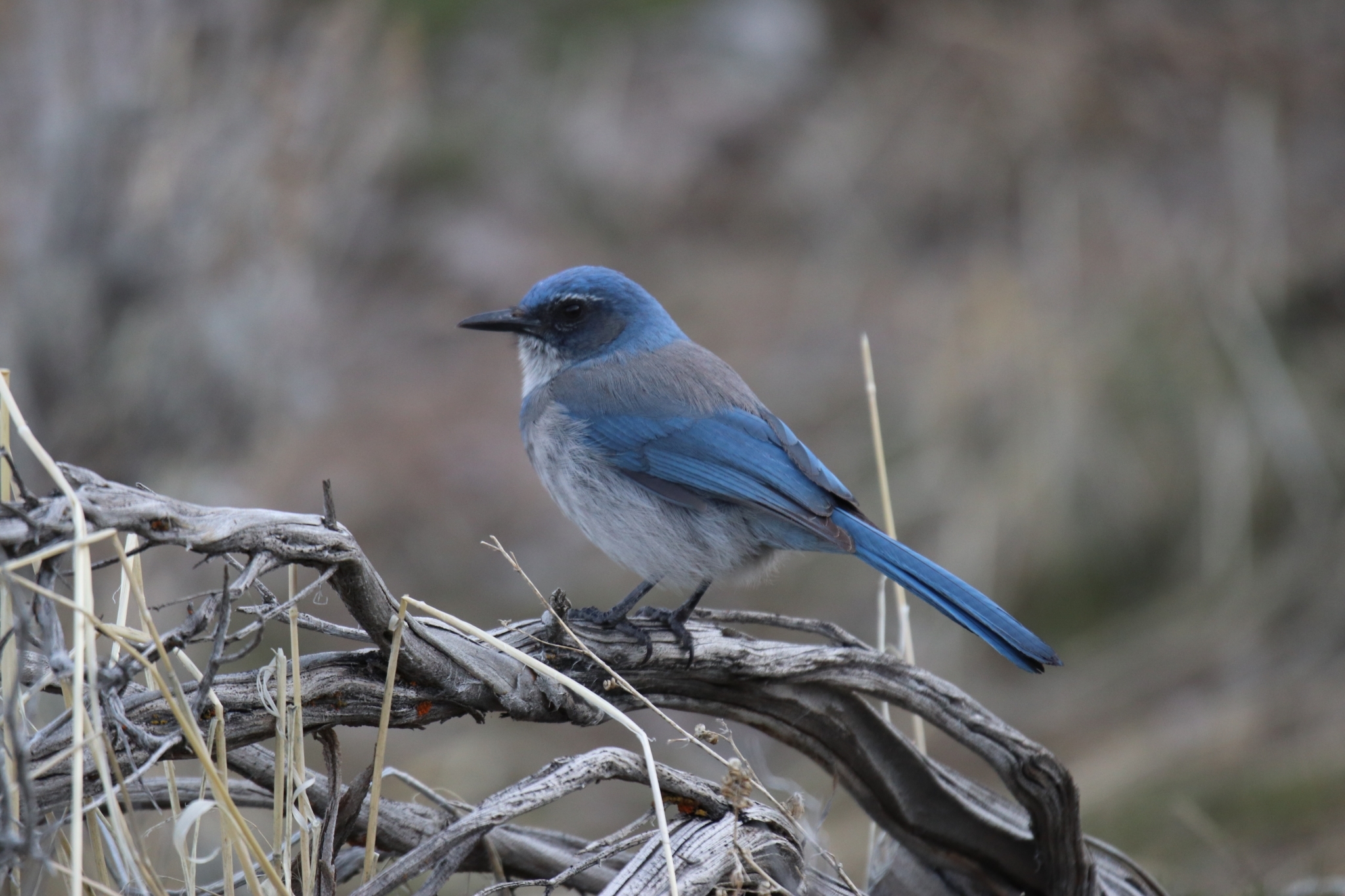 Woodhouse's Scrub-Jay illustration