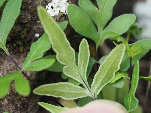 Doryopteris takeuchii