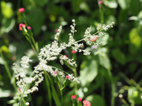 Image of Panicum torridum by (c) Kevin Faccenda, some rights reserved (CC BY)