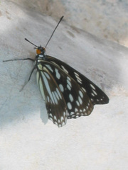 Hestina persimilis