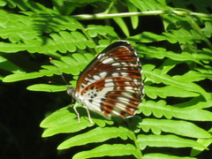 Neptis pryeri