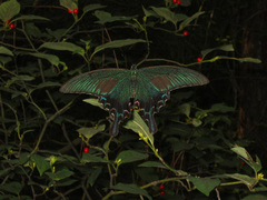 Papilio maackii