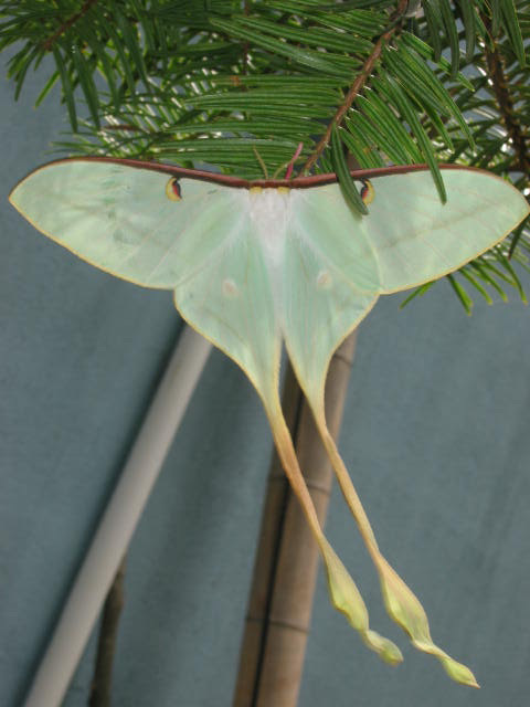 Chinese Moon Moth