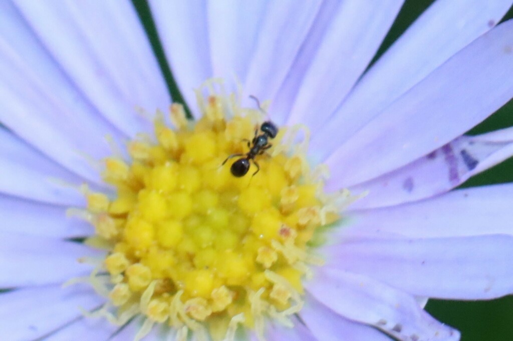 Ants In February 2023 By Nature Lover INaturalist   Large 