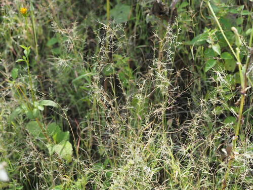 Muhlenbergia microsperma observed 2023-03-16
