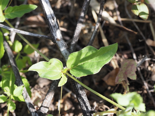Image of Sharp-Leaf Spiderling (Boerhavia acutifolia) by (c) Kevin Faccenda, some rights reserved (CC BY)
