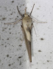 Calamidia hirta
