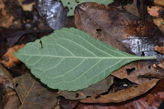 Salvia divinorum