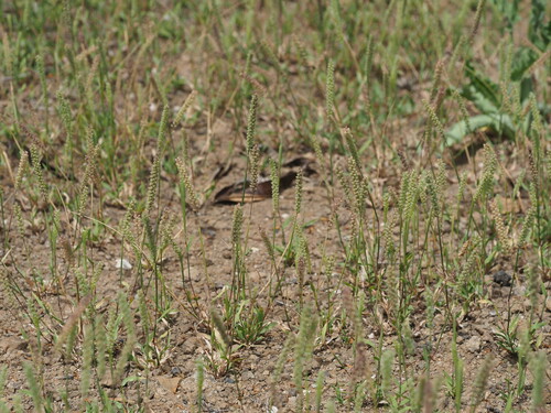 Tragus berteronianus observed 2023-03-16