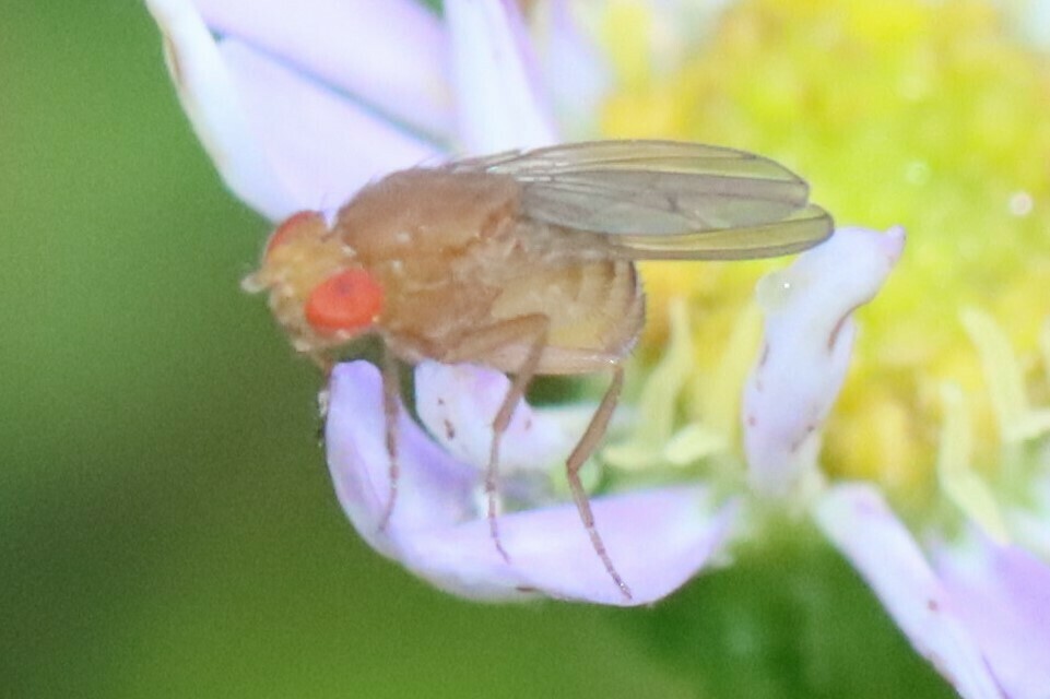 immigrant-fruit-fly-in-february-2023-by-nature-lover-inaturalist