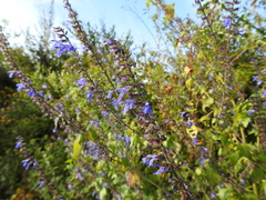 Salvia longispicata