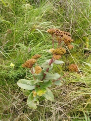 Hylotelephium telephium